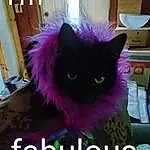 Cat, Felidae, Purple, Small To Medium-sized Cats, Carnivore, Whiskers, Plant, Violet, Magenta, Snout, Tail, Black cats, Window, Font, Furry friends, Photo Caption, Domestic Short-haired Cat, Room, Grass
