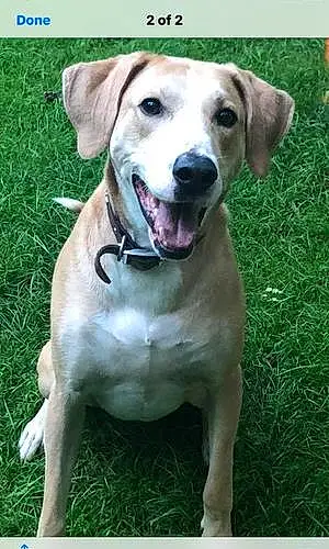 Name Labrador Retriever Dog Bauer