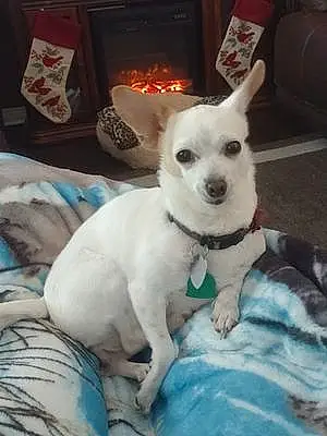 Name Chihuahua Dog Cammie