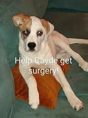 Boxer Dog Cayde Six