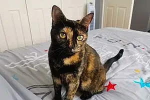 British Shorthair Cat Cookie