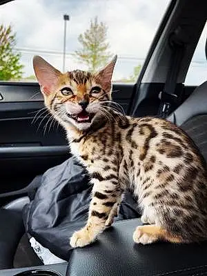 Name Bengal Cat Abel