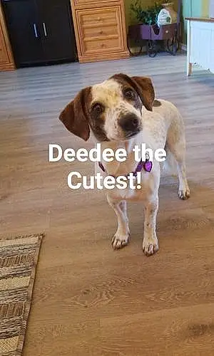 Name  Other Dog Deedee