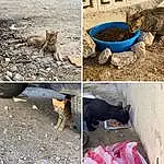 Cat, Felidae, Carnivore, Small To Medium-sized Cats, Asphalt, Fawn, Road Surface, Pet Supply, Tail, Cat Supply, Soil, Whiskers, Domestic Short-haired Cat, Sand, Furry friends, Dog breed, Canidae