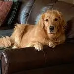 Furniture, Dog, Dog breed, Fawn, Carnivore, Companion dog, Couch, Comfort, Snout, Hardwood, Gun Dog, Liver, Room, Furry friends, Canidae, Working Animal, Chair, Whiskers, Ball