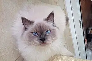 Name Cat Cici