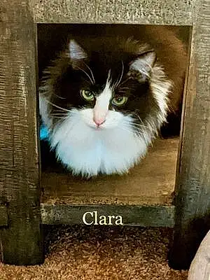 Name  Other Cat Clara