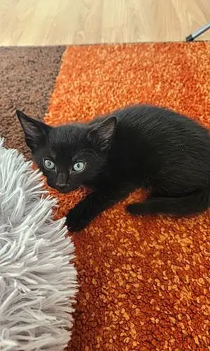 Black cats Cat Dark