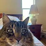 Head, Cat, Eyes, Light, Picture Frame, Ear, Carnivore, Felidae, Small To Medium-sized Cats, Window, Whiskers, Lamp, Snout, Comfort, Domestic Short-haired Cat, Furry friends, Wood, Living Room, Room, Terrestrial Animal
