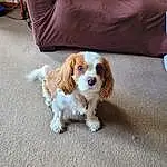 Dog, Dog breed, Toy, Carnivore, Couch, Companion dog, Fawn, Liver, Toy Dog, Snout, Spaniel, Working Animal, Canidae, Bored, Furry friends, Pillow, Terrestrial Animal, Cavalier King Charles Spaniel