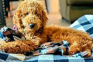 Name Goldendoodle Dog Clancy