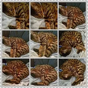 Bengal Cat Aslyn