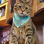 Cat, Felidae, Blue, Small To Medium-sized Cats, Carnivore, Whiskers, Fawn, Snout, Terrestrial Animal, Domestic Short-haired Cat, Furry friends, Tail, Sitting, Pattern, Paw, Window