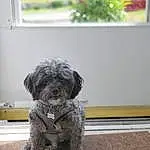 Dog, Water Dog, Dog breed, Carnivore, Plant, Companion dog, Toy Dog, Snout, Terrier, Small Terrier, Canidae, Furry friends, Schnauzer, Maltepoo, Rectangle, Poodle Crossbreed, Poodle, Puppy, Cockapoo