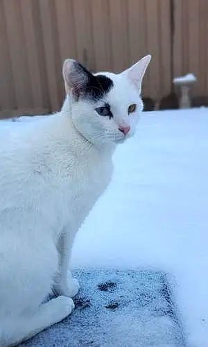 Winter American Shorthair Cat Felix