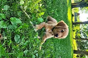 Forest Golden Retriever Dog Harvey