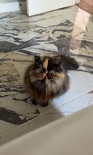 Name Persian Cat Brownie
