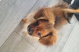 Firstname Pomeranian Dog Alfie
