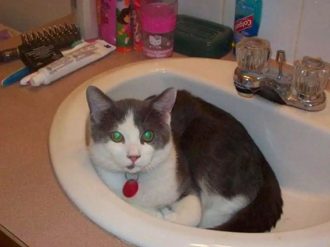 Cat, Plumbing Fixture, Felidae, Sink, Carnivore, Fluid, Bathroom, Small To Medium-sized Cats, Tap, Whiskers, Plumbing, Bathroom Sink, Liquid, Tail, Domestic Short-haired Cat, Furry friends, Pet Supply, Serveware, Ceramic, Cat Supply