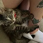 Cat, Carnivore, Felidae, Comfort, Gesture, Grey, Small To Medium-sized Cats, Whiskers, Snout, Tail, Furry friends, Paw, Domestic Short-haired Cat, Human Leg, Elbow, Wrist, Thigh, Temporary Tattoo, Claw, Foot