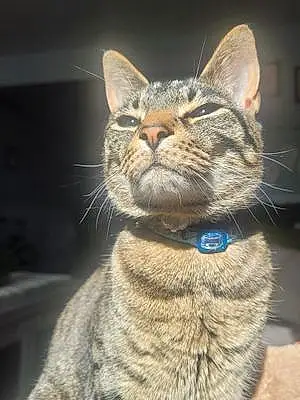 Egyptian Mau Cat Tesla