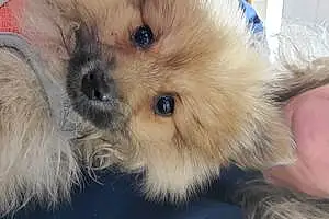 Name Pomeranian Dog Chilli