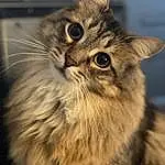 Cat, Eyes, Felidae, Carnivore, Small To Medium-sized Cats, Whiskers, Iris, Snout, Terrestrial Animal, Close-up, Maine Coon, Furry friends, Wood