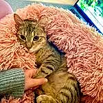 Cat, Felidae, Carnivore, Green, Small To Medium-sized Cats, Whiskers, Comfort, Fawn, Grass, Snout, Furry friends, Domestic Short-haired Cat, Terrestrial Animal, Paw, Vegetable, Claw, Nap, Natural Foods, Tail