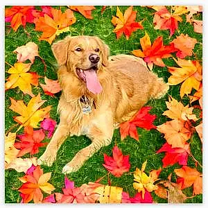 Golden Retriever Dog Bailey