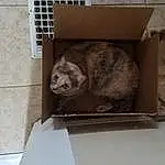 Carnivore, Pet Supply, Felidae, Cat, Grey, Whiskers, Small To Medium-sized Cats, Fawn, Shelf, Shelving, Snout, Box, Shipping Box, Wood, Tail, Marsupial, Cage, Furry friends, Domestic Short-haired Cat, Terrestrial Animal