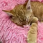 Cat, Felidae, Comfort, Carnivore, Pink, Small To Medium-sized Cats, Fawn, Whiskers, Tail, Magenta, Snout, Linens, Furry friends, Domestic Short-haired Cat, Grass, Paw, Claw, Terrestrial Animal, Cat Supply, Nap
