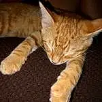 Brown, Eyes, Cat, Leg, Felidae, Carnivore, Whiskers, Small To Medium-sized Cats, Comfort, Fawn, Snout, Foot, Terrestrial Animal, Tail, Paw, Human Leg, Domestic Short-haired Cat, Claw, Furry friends, Nap