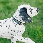 Dog, Dalmatian, Carnivore, Dog breed, Collar, Dog Supply, Working Animal, Companion dog, Grass, Fawn, Dog Collar, Whiskers, Snout, Leash, Canidae, Pattern, Fashion Accessory