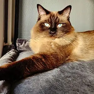 Ragdoll Cat Didgo