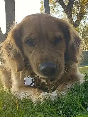 Golden Retriever Dog Alexa
