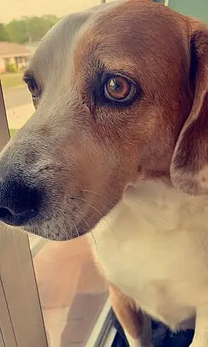 Name Beagle Dog Bernard