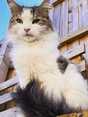 Norwegian Forest Cat Cat Chewy