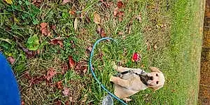 Labrador Retriever Dog Waylon-memphis