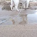 Water, Dog, Beach, Fawn, Working Animal, Carnivore, Wind Wave, Dog breed, Sand, Tail, Coast, Wave, Ocean, Companion dog, Soil, Tide, Mud, Seabird, Sea