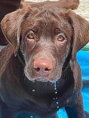 Name Labrador Retriever Dog Comet