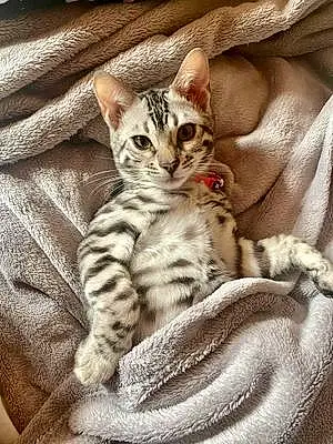 Name Bengal Cat Bagel