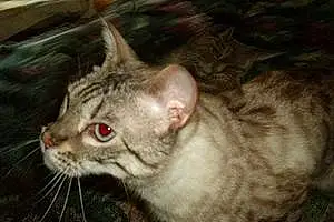 Bengal Cat Emmett