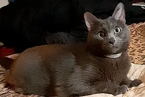 Name Russian Blue Cat Dexter