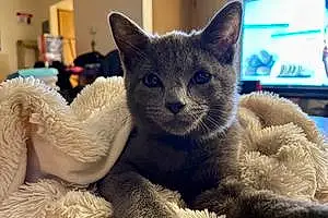 Name Chartreux Cat Beerus