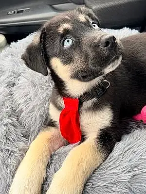 Name Australian Shepherd Dog Azul