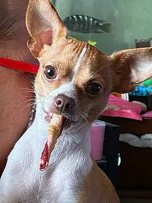 Chihuahua Dog Ditto