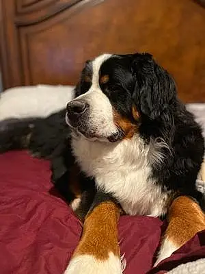 Name Bernese Mountain Dog Dog Floyd