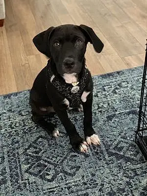 Name Labrador Retriever Dog Diamond