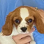 Dog, Dog breed, Carnivore, Liver, Fawn, Companion dog, Toy, Snout, Working Animal, Toy Dog, Spaniel, Cavalier King Charles Spaniel, King Charles Spaniel, Canidae, Dog Supply, Furry friends, Puppy, Terrestrial Animal, Ancient Dog Breeds