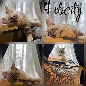 Name Ragdoll Cat Felicity